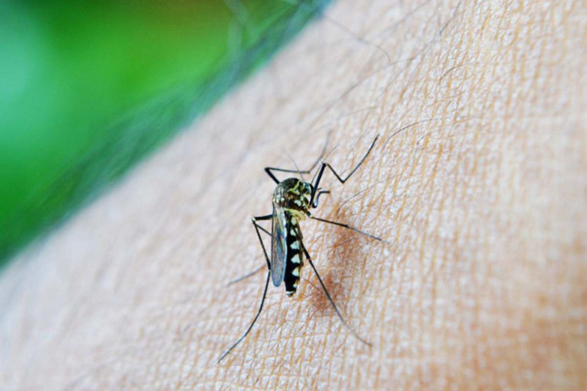Eliminare zanzare invasione Amazon dispositivi