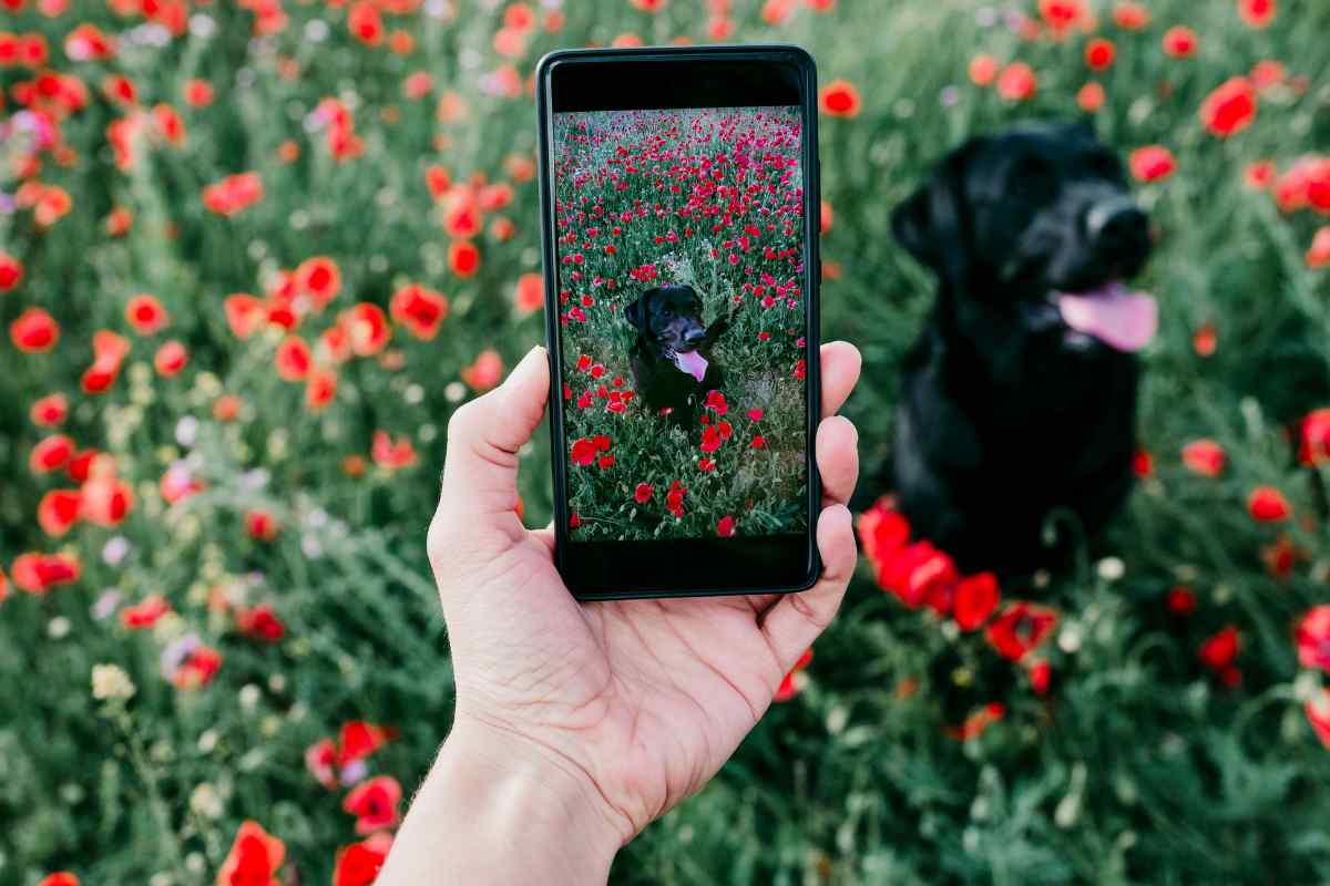 foto a cane